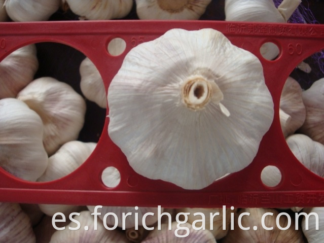 Normal White Garlic